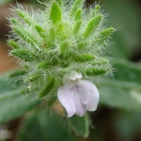 Rostellularia procumbens (L.) Nees
